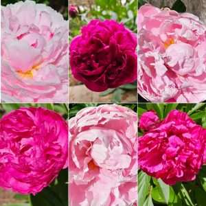 Power Flowerers in Hardiness Zone 4A