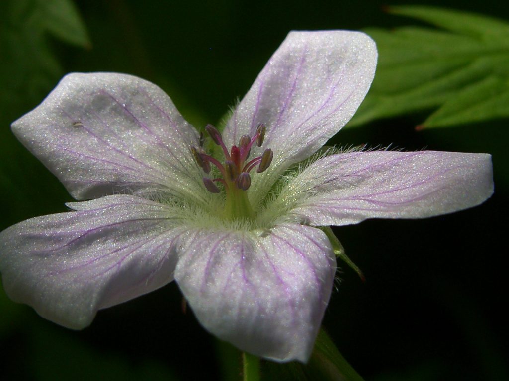 Out of the North: Richardson’s Geranium
