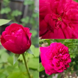 Power Flowerers in Hardiness Zone 4A