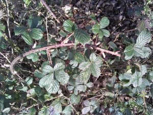 Silver, Blood and Scissors: Protection against Witchcraft in an English County