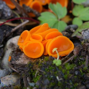 What's in a (Common) Name?