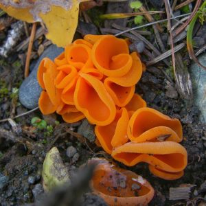 What's in a (Common) Name?