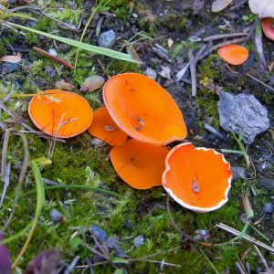 What's in a (Common) Name?