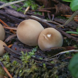 What's in a (Common) Name?