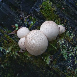 What's in a (Common) Name?