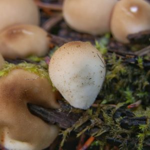 What's in a (Common) Name?