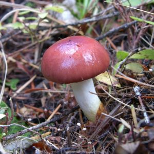 What's in a (Common) Name?