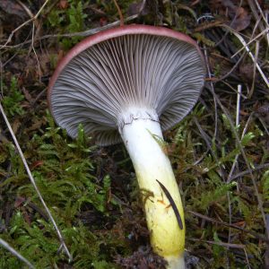 What's in a (Common) Name?