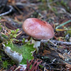 What's in a (Common) Name?