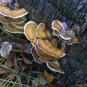 What's in a (Common) Name?