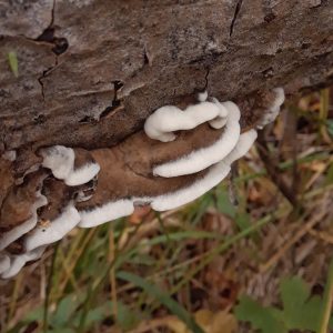 What's in a (Common) Name?