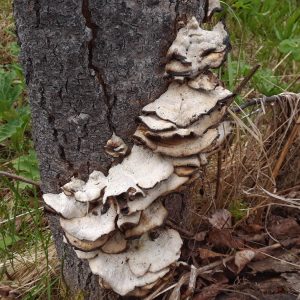 What's in a (Common) Name?