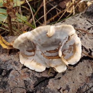 What's in a (Common) Name?