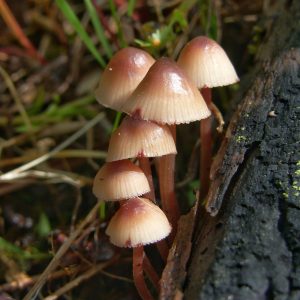 What's in a (Common) Name?