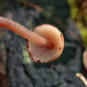 What's in a (Common) Name?