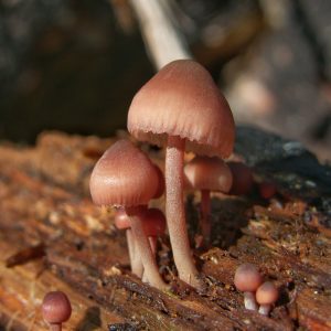 What's in a (Common) Name?