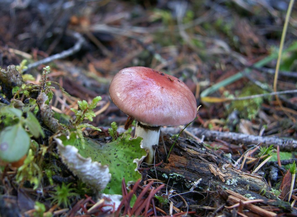 What's in a (Common) Name?