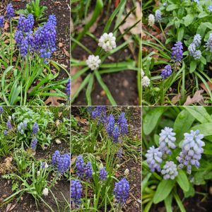 Spreading and Naturalizing Groundcovers in Hardiness Zone 4A