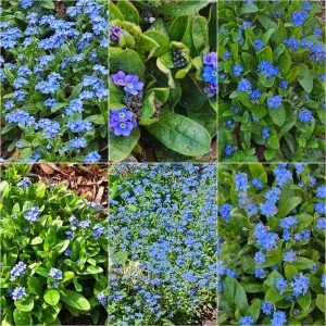 Spreading and Naturalizing Groundcovers in Hardiness Zone 4A