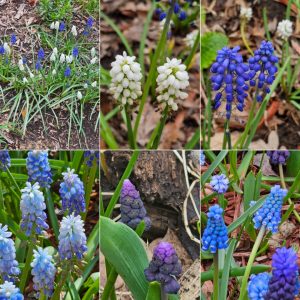 Spreading and Naturalizing Groundcovers in Hardiness Zone 4A