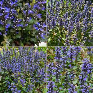 Spreading and Naturalizing Groundcovers in Hardiness Zone 4A