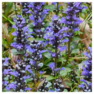 Spreading and Naturalizing Groundcovers in Hardiness Zone 4A