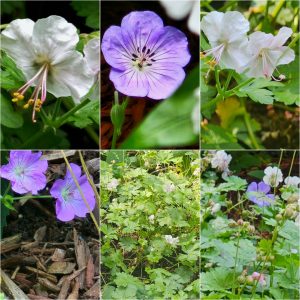 Spreading and Naturalizing Groundcovers in Hardiness Zone 4A