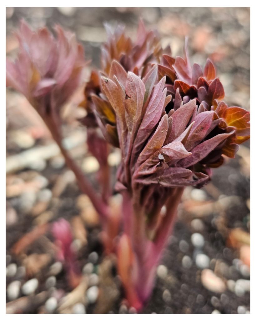 Horticultural Hygiene