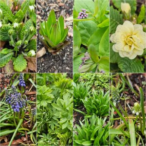 Horticultural Hygiene