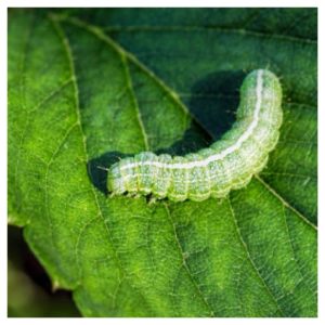 Please Don't Eat the Horseradish!