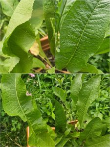 Please Don't Eat the Horseradish!