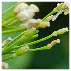 Please Don't Eat the Horseradish!