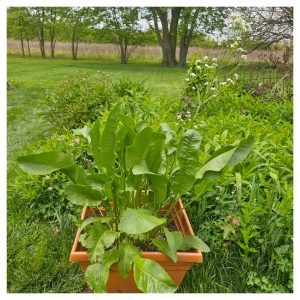 Please Don't Eat the Horseradish!