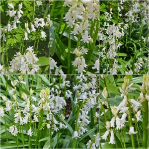 Spreading and Naturalizing Groundcovers in Hardiness Zone 4A