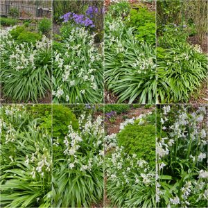Spreading and Naturalizing Groundcovers in Hardiness Zone 4A