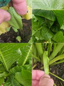 Please Don't Eat the Horseradish!