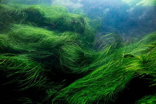Seagrass