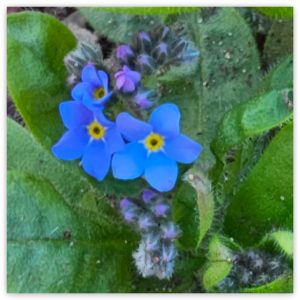 Spreading and Naturalizing Groundcovers in Hardiness Zone 4A