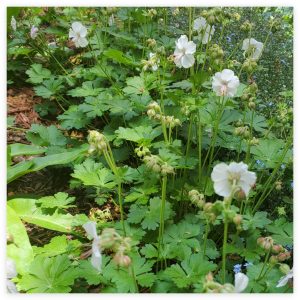 Spreading and Naturalizing Groundcovers in Hardiness Zone 4A
