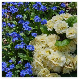 Spreading and Naturalizing Groundcovers in Hardiness Zone 4A