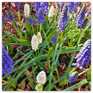 Spreading and Naturalizing Groundcovers in Hardiness Zone 4A