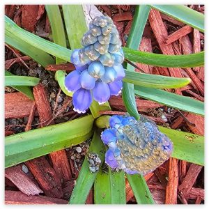 Spreading and Naturalizing Groundcovers in Hardiness Zone 4A