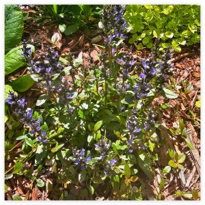 Spreading and Naturalizing Groundcovers in Hardiness Zone 4A